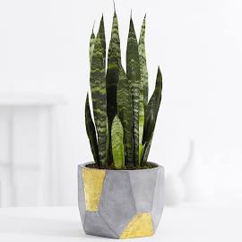 The Benefits of Interior Plants as Decor